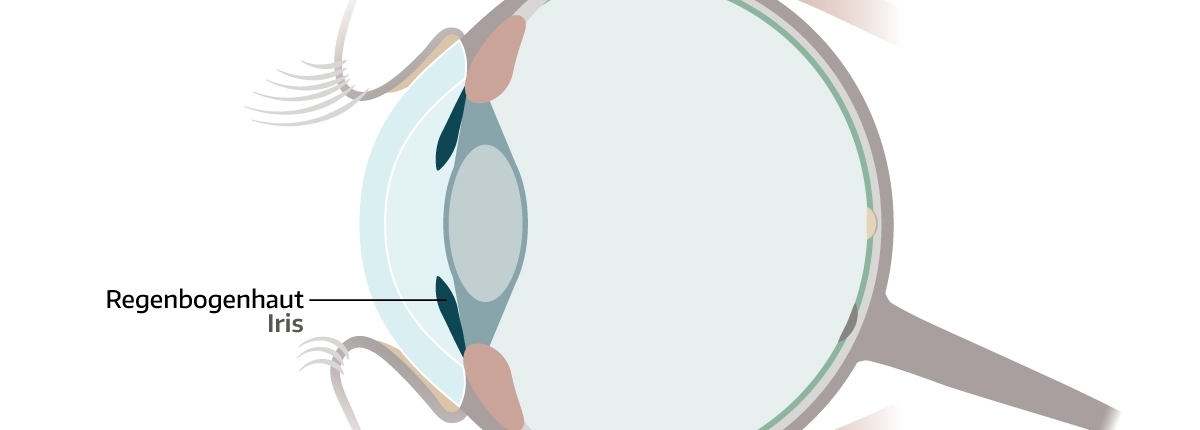 Auge-Aufbau-Iris-Header-Bild